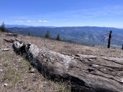 fallen snag